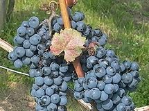 blaufrankisch grape.jpg